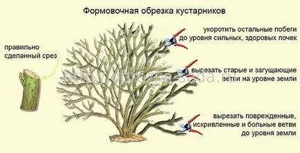 Metszés chubushnika tavaszi virágzás után, fiatalító