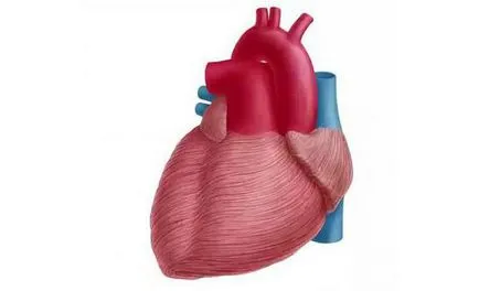 Shell сърце - това е перикарден сърцето