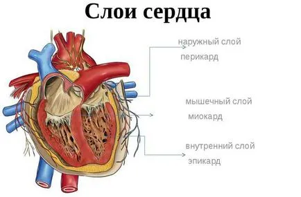 Shell szív - ez a szívburok szív
