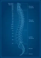 grafică Ortopedie descărcare preforme 5 arte clip (pagina 1)