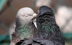 Caracteristici ale păsărilor de împerechere; Mână-creștere și porumbei parovka se pot inmulti