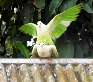 Caracteristici ale păsărilor de împerechere; Mână-creștere și porumbei parovka se pot inmulti