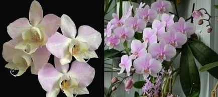 Phalaenopsis orchidea otthoni gondozást, virágos-blog