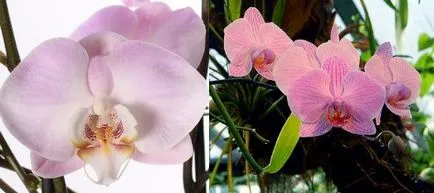 Phalaenopsis грижи орхидея у дома, цветя-блог