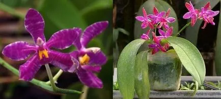 Phalaenopsis orchidea otthoni gondozást, virágos-blog