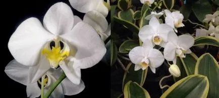 Phalaenopsis грижи орхидея у дома, цветя-блог