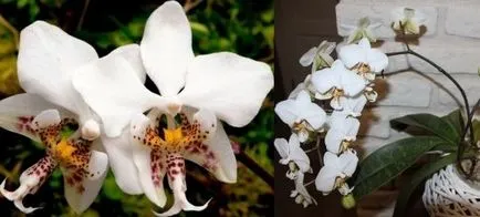 Phalaenopsis грижи орхидея у дома, цветя-блог