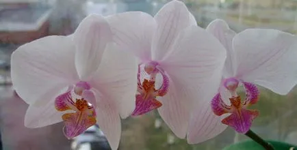 Orhidee Phalaenopsis, orhidee, orhidee, fotografii și videoclipuri orhidee, grija pentru orhidee, de reproducție și
