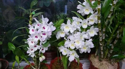 Dendrobium орхидея размножаване, грижи, трансплантация, болести