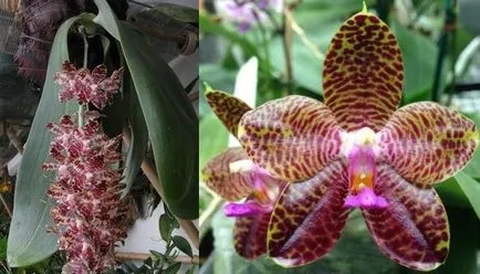 Phalaenopsis грижи орхидея у дома, цветя-блог