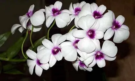 Dendrobium орхидея размножаване, грижи, трансплантация, болести