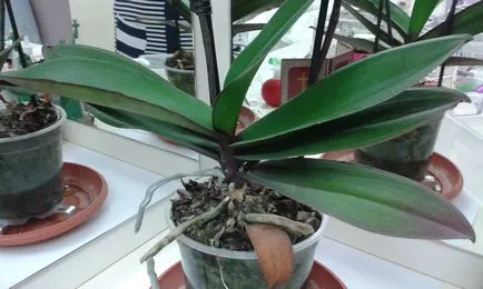 Phalaenopsis грижи орхидея у дома, цветя-блог