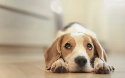 Caracteristici de câini Beagle - blog veterinarii - belanta