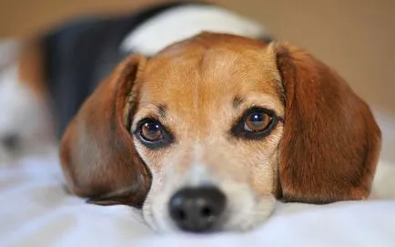 Caracteristici de câini Beagle - blog veterinarii - belanta