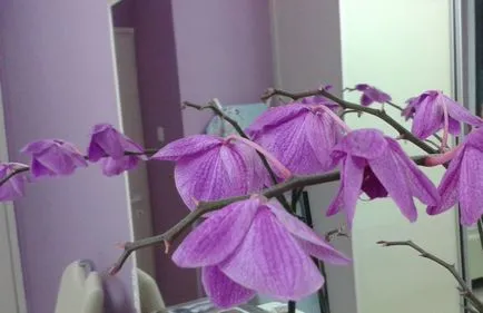 Phalaenopsis грижи орхидея у дома, цветя-блог