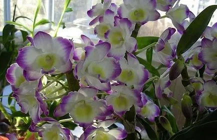 Dendrobium орхидея размножаване, грижи, трансплантация, болести