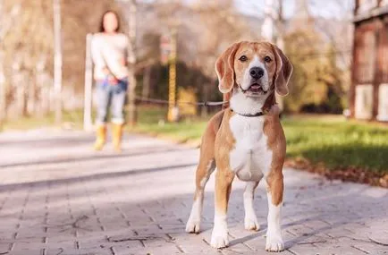 Caracteristici de câini Beagle - blog veterinarii - belanta