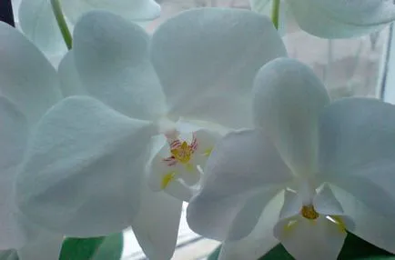 Orhidee Phalaenopsis, orhidee, orhidee, fotografii și videoclipuri orhidee, grija pentru orhidee, de reproducție și