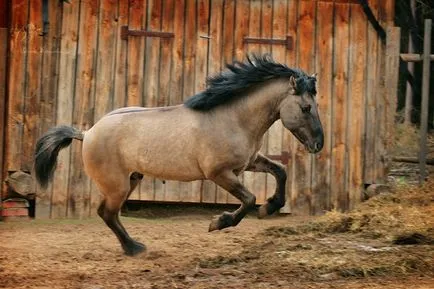 Descriere cu fotografii ale caii de rasa Bashkiră