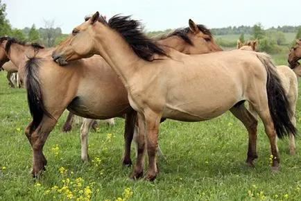 Описание със снимки на порода коне башкирски