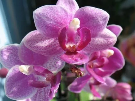 Phalaenopsis orchidea otthoni gondozást, virágos-blog