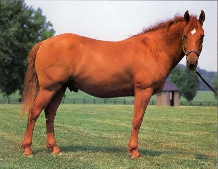 Описание със снимки на порода коне башкирски