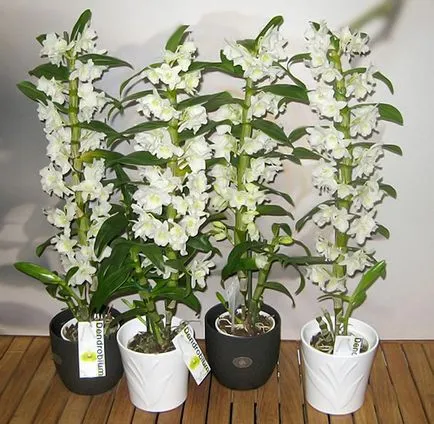 Dendrobium орхидея размножаване, грижи, трансплантация, болести