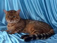 Ocicat, Ocicat котка снимка, оцелот, цвят на кожата, премахване на Ocicat, дива котка миниатюрен, характер