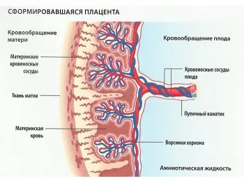 отлепване на плацентата в началото на бременността причинява плацента