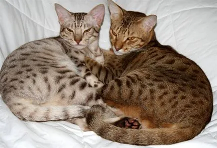 Ocicat, Ocicat котка снимка, оцелот, цвят на кожата, премахване на Ocicat, дива котка миниатюрен, характер