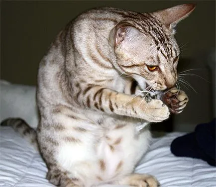 Ocicat, Ocicat котка снимка, оцелот, цвят на кожата, премахване на Ocicat, дива котка миниатюрен, характер