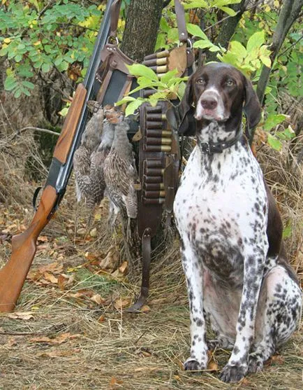 На лов за пъдпъдъци пъдпъдъци с пистолет куче