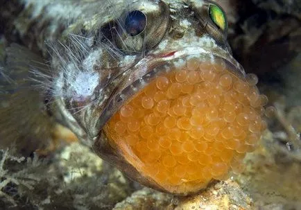 Нашарена Largemouth риба, който носи яйца в неговите уста, мирни атракции