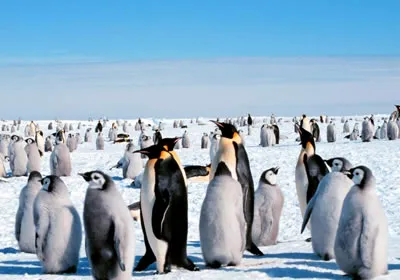 Пингвин, нашите домашни любимци