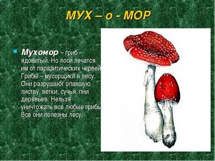 Miért elk étkezési Amanita