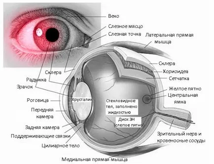 Защо се спука капилярите в очите, причините