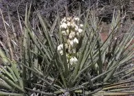 Yucca növekszik a nyílt terepen, gondoskodás, szaporítás dugványozással, telelés