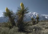 Yucca расте в открито поле, грижите, размножаване чрез резници, зимуващи