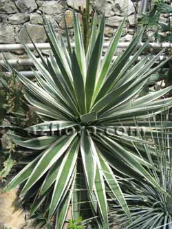 Yucca la domiciliu - ingrijire, de transplant, de selecție oală, reproducere, probleme de cultivare