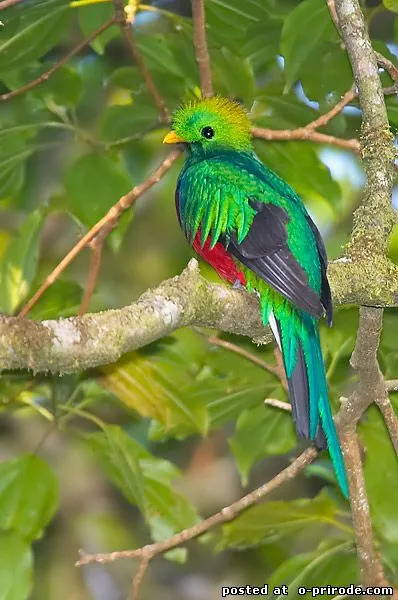 Bright блестящ кветзал птица - 19 снимки - снимки - снимки на природен свят