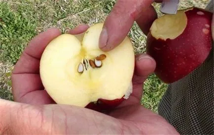 Almafa magról - hogyan növekszik a kedvenc almafa, hogy az egészséges palánták alma