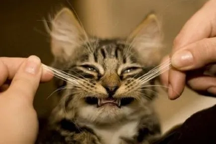 De ce pisici mustati