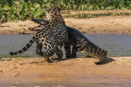 Jaguar vs crocodil video de crocodil Jaguar vânătoare marcat mai mult de 13, 5 milioane de vizualizări (fotografii,