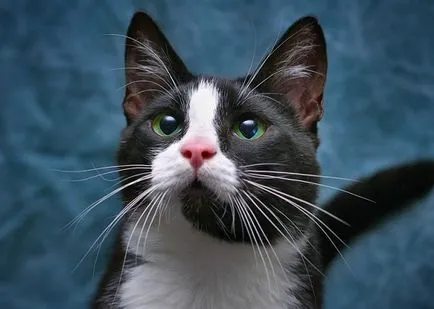De ce pisici mustati