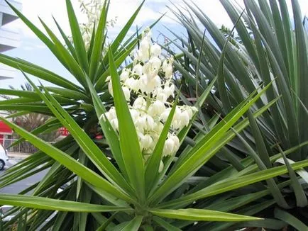 Yucca расте в открито поле, грижите, размножаване чрез резници, зимуващи