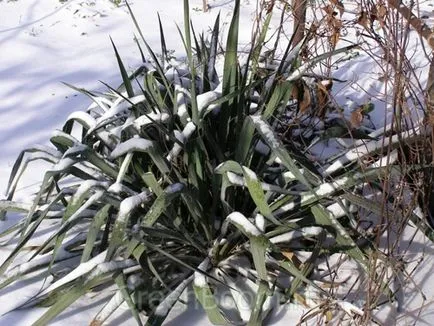 Yucca расте в открито поле, грижите, размножаване чрез резници, зимуващи