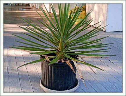 Yucca (Yucca)