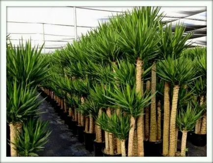 Yucca (Yucca)