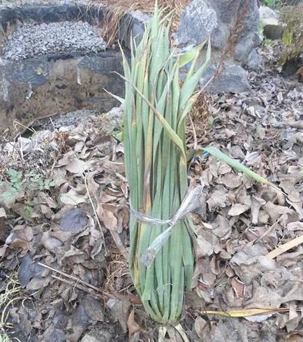 Yucca növekszik a nyílt terepen, gondoskodás, szaporítás dugványozással, telelés