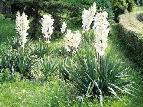 Yucca расте в открито поле, грижите, размножаване чрез резници, зимуващи